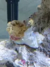 [TodoMarino.com] NANO CUBO DE 60 LTS CON AGUA DE MAR