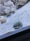 [TodoMarino.com] NANO CUBO DE 60 LTS CON AGUA DE MAR