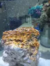 [TodoMarino.com] NANO CUBO DE 60 LTS CON AGUA DE MAR
