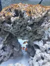 [TodoMarino.com] NANO CUBO DE 60 LTS CON AGUA DE MAR