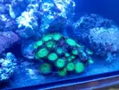 [TodoMarino.com] Acuario 280 litros sin sump