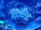 [TodoMarino.com] Acuario 280 litros sin sump