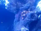 [TodoMarino.com] Acuario 280 litros sin sump