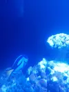 [TodoMarino.com] Acuario 280 litros sin sump