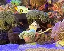 [TodoMarino.com] Vendido! Vendo peces por desmonte Barcelona, urgente! (no envío)
