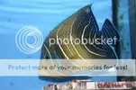 [TodoMarino.com] Fotos peces 02/03/2006