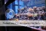 [TodoMarino.com] Muchas fotografias de peces y corales