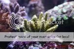 [TodoMarino.com] Muchas fotografias de peces y corales