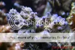 [TodoMarino.com] Muchas fotografias de peces y corales