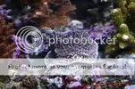 [TodoMarino.com] Muchas fotografias de peces y corales