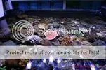 [TodoMarino.com] Muchas fotografias de peces y corales