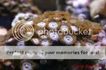 [TodoMarino.com] Muchas fotografias de peces y corales