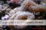 [TodoMarino.com] Muchas fotografias de peces y corales