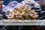 [TodoMarino.com] Muchas fotografias de peces y corales