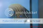 [TodoMarino.com] Muchas fotografias de peces y corales