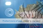 [TodoMarino.com] Muchas fotografias de peces y corales