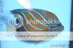 [TodoMarino.com] Muchas fotografias de peces y corales