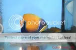 [TodoMarino.com] Muchas fotografias de peces y corales