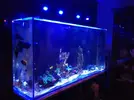 [TodoMarino.com] Acrylic reef