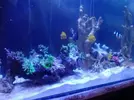[TodoMarino.com] Acrylic reef