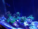 [TodoMarino.com] Acrylic reef