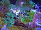 [TodoMarino.com] Acrylic reef