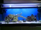 [TodoMarino.com] Os presento mi acuario 120l