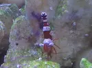 [TodoMarino.com] Os presento mi acuario 120l