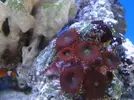 [TodoMarino.com] Os presento mi acuario 120l