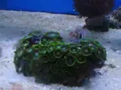 [TodoMarino.com] Os presento mi acuario 120l