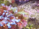 [TodoMarino.com] ¿Caulerpa? ¿Bryopsis?