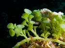 [TodoMarino.com] ¿Caulerpa? ¿Bryopsis?