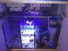 [TodoMarino.com] Mi acuario despues de 6 meses
