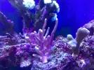 [TodoMarino.com] Mi acuario despues de 6 meses