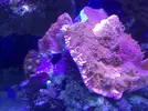 [TodoMarino.com] Mi acuario despues de 6 meses
