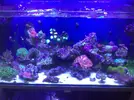 [TodoMarino.com] Mi acuario despues de 6 meses