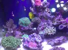 [TodoMarino.com] Mi acuario despues de 6 meses