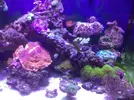 [TodoMarino.com] Mi acuario despues de 6 meses