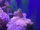 [TodoMarino.com] Mi acuario despues de 6 meses