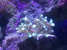 [TodoMarino.com] Mi acuario despues de 6 meses