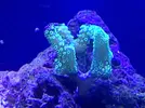 [TodoMarino.com] Mi acuario despues de 6 meses
