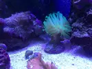 [TodoMarino.com] Mi acuario despues de 6 meses