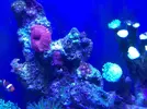 [TodoMarino.com] Mi acuario despues de 6 meses