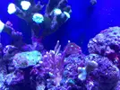 [TodoMarino.com] Mi acuario despues de 6 meses