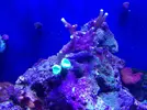 [TodoMarino.com] Mi acuario despues de 6 meses