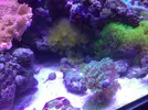 [TodoMarino.com] Mi acuario despues de 6 meses