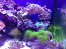 [TodoMarino.com] Mi acuario despues de 6 meses