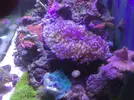 [TodoMarino.com] Mi acuario despues de 6 meses