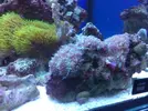 [TodoMarino.com] Mi acuario despues de 6 meses