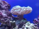 [TodoMarino.com] Mi acuario despues de 6 meses